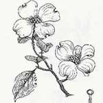 Two dogwood tree blooms.