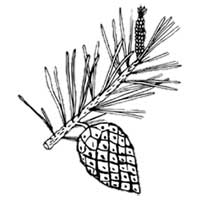 Loblolly tree branch with pine.
