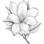 Magnolia tree bloom.