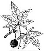 Two sweetgum tree leaves and seed pod.
