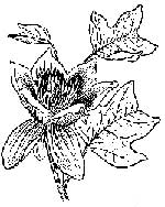 Tuliptree bloom with leaves.